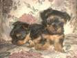 Gorgeous Tiny T-Cup Yorkie Puppies